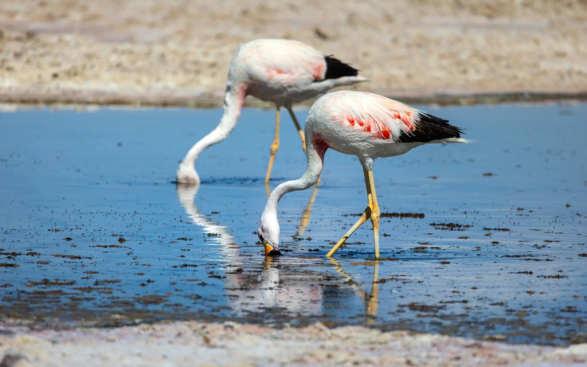 智利阿塔卡馬沙漠22 安第斯紅鸛紅色火烈鳥