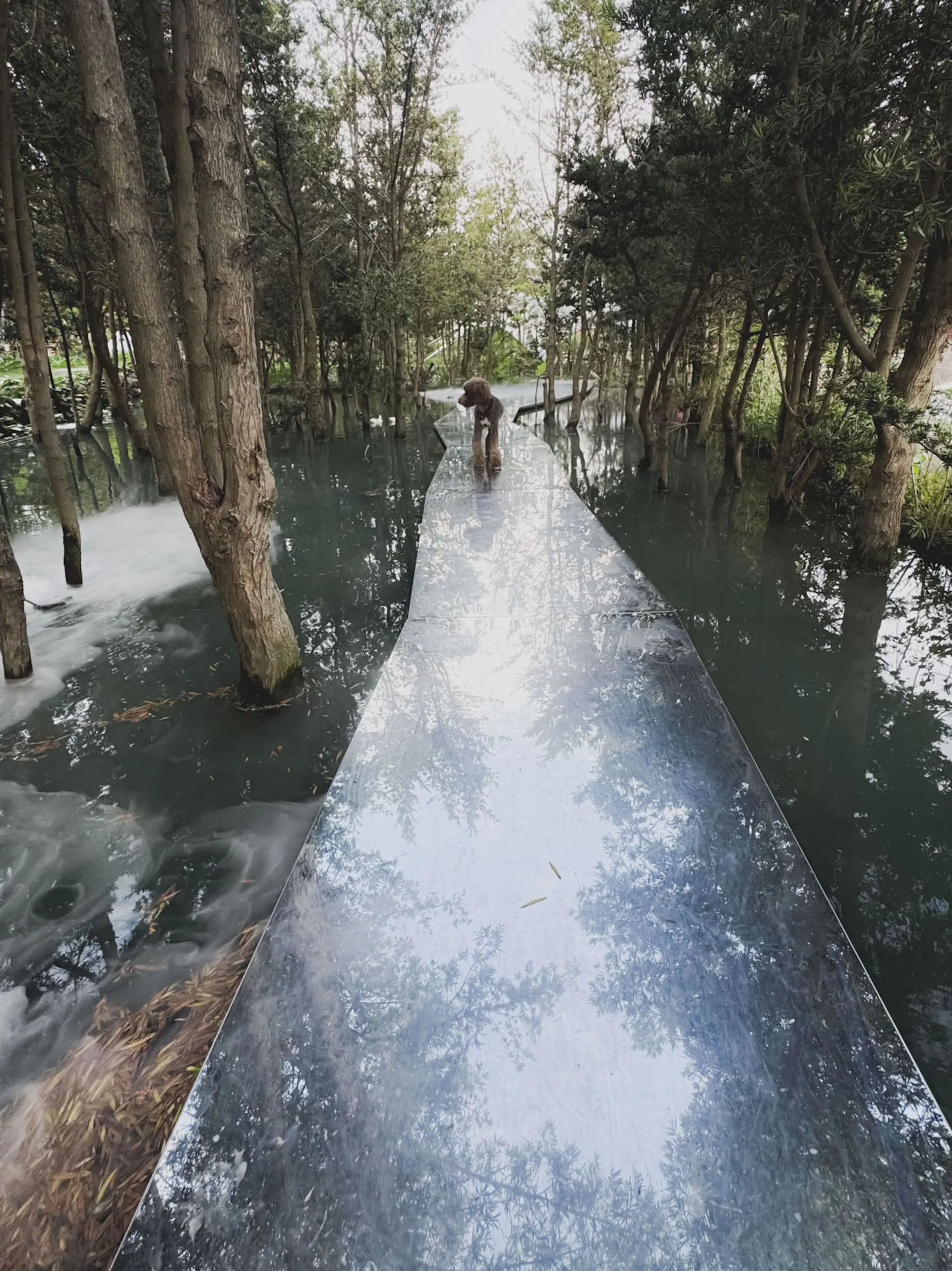 喜鵲方舟fairyland 3